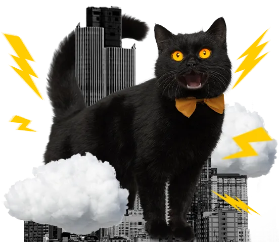 cat business hover